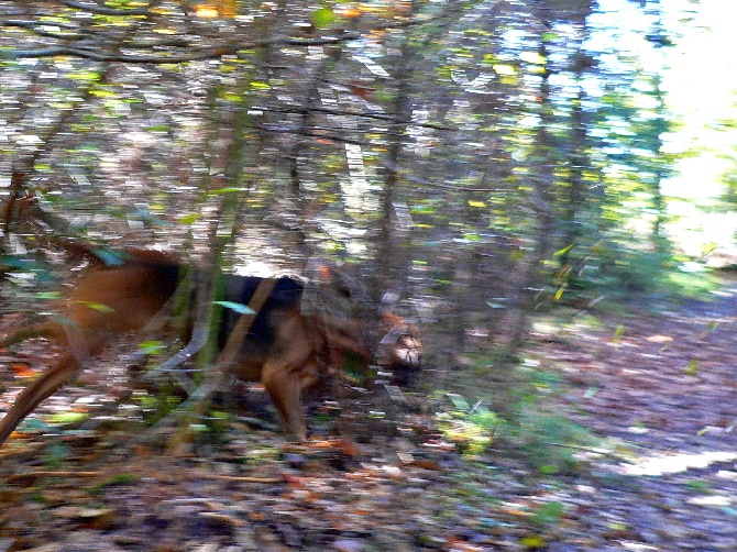 site de photo amateur